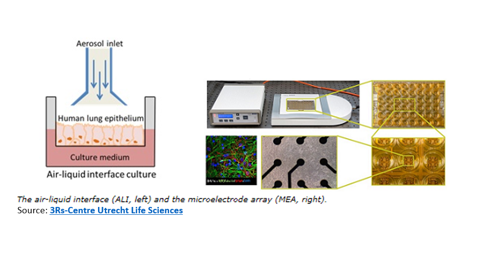The air-liquid interface and the microelectrode array (MEA)